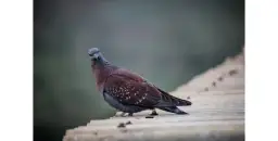 Kiedy odrobaczać gołębie, aby uniknąć chorób i zapewnić zdrowie