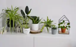 Idealne rośliny na kwietnik: wybierz i zaaranżuj swoją miejską dżunglę