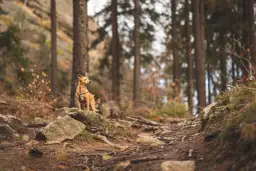 Gdzie w góry z psem? Odkryj najlepsze trasy i miejsca bez ograniczeń