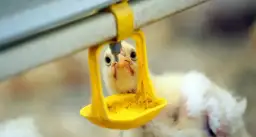 Jak zapewnić zdrowie i odpowiednie żywienie dla drobiu wodnego