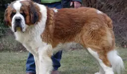 Jak założyć hodowlę bernardynów - kompleksowe informacje i wymagania