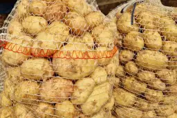 Ile ziemniaków na osobę? Precyzyjny poradnik (200-250g!)