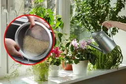 Woda z ryżu do jakich kwiatów? Oto rośliny, które zyskają na tym