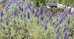 Dlaczego lawenda nie kwitnie? Oto najczęstsze przyczyny i rozwiązania