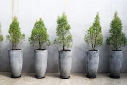 Jak zrobić betonową donicę: proste sposoby na efektowną ozdobę