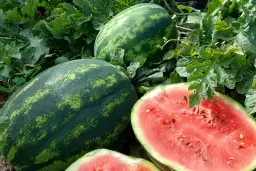 Arbuzy: Skąd pochodzą, gdzie rosną i czy uprawa w Polsce ma sens?