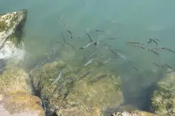 Jakie ryby przyciąga zapach kryla i jak go skutecznie używać