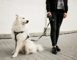 Obroża czy szelki dla szczeniaka – co wybrać, aby uniknąć problemów?