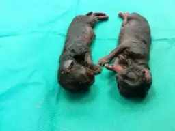 Co robi kotka z martwym kociakiem? Poznaj instynkty i jak pomóc