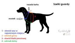 Jak zmierzyć psa do kagańca? Przewodnik po idealnym dopasowaniu
