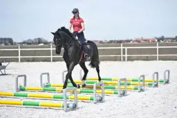 Jak wytresować konia dla początkujących: kompletny kurs od podstaw