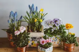 Jak ozdobić doniczki - kreatywne pomysły, które zachwycą każdego