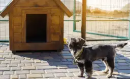 Buda dla psa z palet: Zbuduj solidną i ciepłą krok po kroku, taniej!