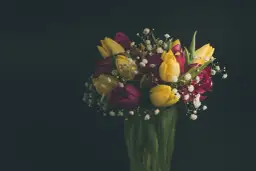 Bukiet żółtych i bordowych tulipanów z gipsówką. Idealny pomysł, z czym łączyć tulipany w bukiecie, by stworzyć wiosenną kompozycję.