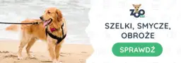 Golden Retriever: Jaka obroża ochroni jego sierść i szyję?