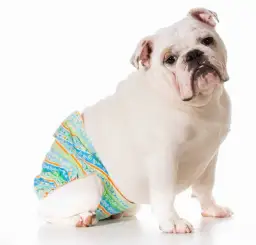 Cieczka u psa: Objawy, cykl i co to oznacza dla twojego pupila