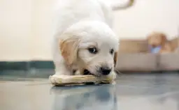 Czy pies może jeść kości z kaczki? Ryzyko i bezpieczne opcje