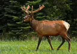 Choroba CWD u zwierząt: Fakty, objawy i porady dotyczące ochrony