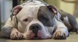 Czy pies może mieć depresję? Poznaj objawy i sposoby leczenia