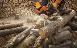 Ile bierze pilarz za wycięcie drzewa? Sprawdź, co wpływa na ceny