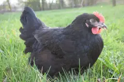 Gdzie znaleźć najlepszy drób na OLX w Podkarpackiem? Sprawdź teraz