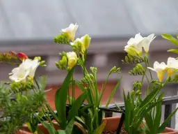 Jak pielęgnować frezje w doniczce, aby pięknie kwitły przez cały sezon