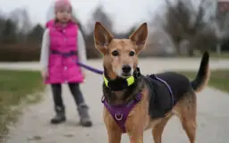 O której ostatni spacer z psem, by zapewnić mu spokojny sen?