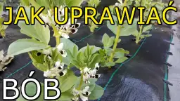 Jak kwitnie bób i co musisz wiedzieć o jego uprawie i pielęgnacji