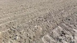 Kiedy sadzić ziemniaki na wczesne, aby uniknąć przymrozków?