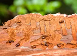 Korniki w meblach? Zwalcz szkodniki drewna: DIY czy profesjonalista.