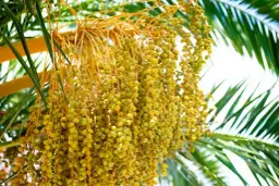 Jak kwitnie palma daktylowa i co warto o tym wiedzieć?