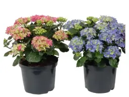 Gdzie kupić hortensję w doniczce - najlepsze oferty i porady