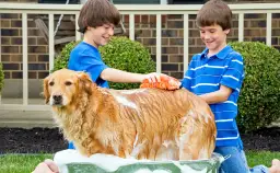 Pielęgnacja sierści golden retrievera: Poradnik Martyny Pawlak