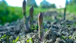 Jak sadzić szparagi? Najlepsze porady i techniki na rozpoczęcie uprawy