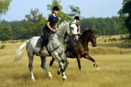Jeździecki klub sportowy Adonai - profesjonalne lekcje jazdy konnej w Wrocławiu