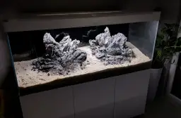 Akwarium Tanganika czy Malawi: poznaj różnice i wybierz najlepsze