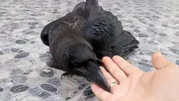 Skuteczna tresura kruka w domu: kompletny poradnik dla początkujących