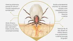 Co przyciąga kleszcze? Poznaj ich wabiki i skutecznie się chroń!