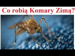 Jak zimują komary: poznaj fascynujące sekrety przetrwania tych owadów