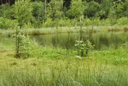 Rezerwat przyrody Jezioro Piaseczno: Odkryj jego unikalne piękno i atrakcje