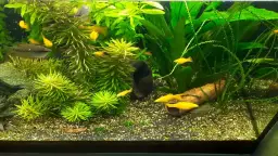 Jak długo żyją rybki akwariowe? Odkryj tajemnice ich długowieczności