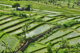 Jak uprawia się ryż: kluczowe techniki i warunki do sukcesu