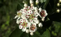 Jak kwitnie aronia? Poznaj piękne kwiaty i ich cykl rozwoju