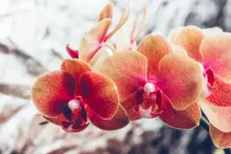 Jak często kwitnie storczyk? Poznaj sekret częstego kwitnienia