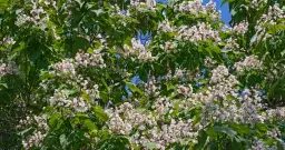 Jak kwitnie katalpa? Odkryj tajemnice jej pięknych kwiatów