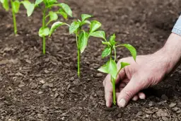 Sukcesja ekologiczna: Jak natura leczy rany i tworzy życie od nowa?