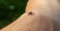 Gdzie żyje kleszcz? Odkryj miejsca, gdzie mogą cię zaatakować