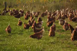 Hodowla kur niosek jak zacząć: kluczowe kroki do sukcesu w farmie
