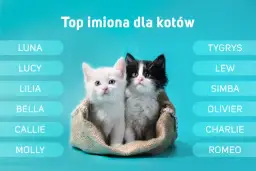 Jakie imię dla kotki? Odkryj wyjątkowe pomysły na nazwy