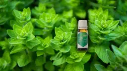 Butelka olejku z oregano na tle świeżych liści. Dowiedz się, jak stosować olejek z oregano doustnie.